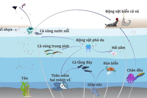[Infographics] Hạt vi nhựa gây ô nhiễm nguồn thức ăn từ biển