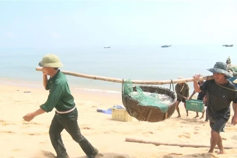 Ngư dân Quảng Bình phấn khởi vì trúng đậm vụ cá cơm, thu lợi lớn