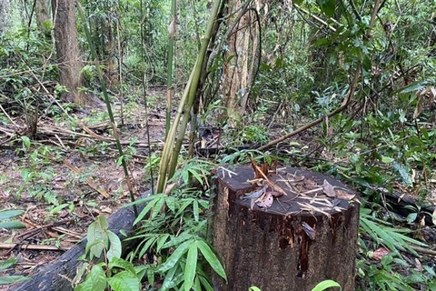 Kon Tum mở rộng điều tra vụ phá rừng tại Công ty lâm nghiệp Sa Thầy
