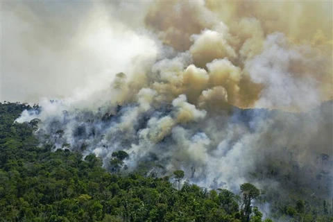 Số vụ cháy rừng Amazon ở Brazil tăng cao kỷ lục trong 9 tháng qua