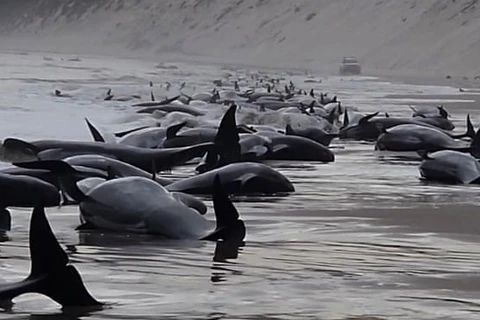 Hàng trăm con cá voi hoa tiêu chết do mắc cạn tại Australia