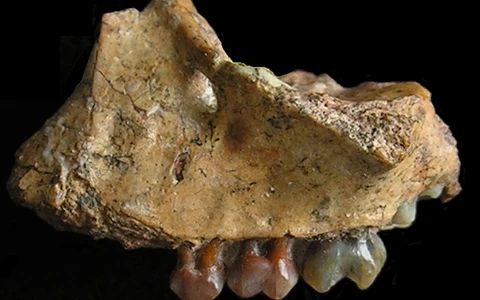 Trung Quốc phát hiện hóa thạch loài vượn cổ xưa nhất