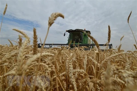 Nga đang cân nhắc dỡ bỏ hạn ngạch xuất khẩu ngũ cốc