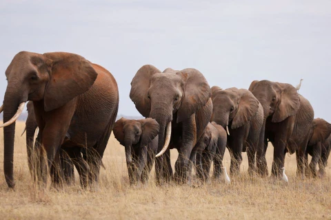 Hạn hán nghiêm trọng ở Kenya, nhiều động vật hoang dã chết hàng loạt