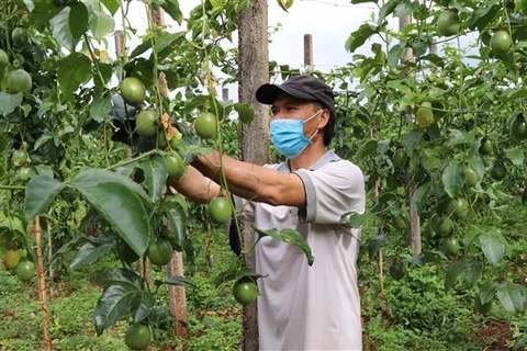 Khuyến cáo nông dân không tự phát mở rộng trồng sầu riêng, chanh leo