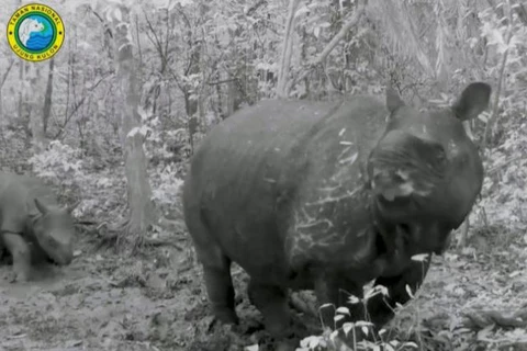 Indonesia chào đón 2 tê giác con Java có nguy cơ tuyệt chủng