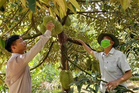 Bình Phước quản lý mã vùng trồng để tăng giá trị cây sầu riêng