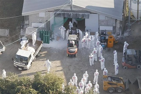 Nhật Bản tiêu hủy gần 10 triệu con gia cầm do dịch cúm 