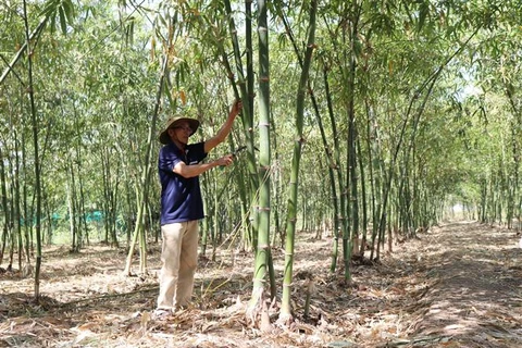 Hướng đi mới trồng tre tứ quý mang lại thu nhập cao tại Ninh Thuận