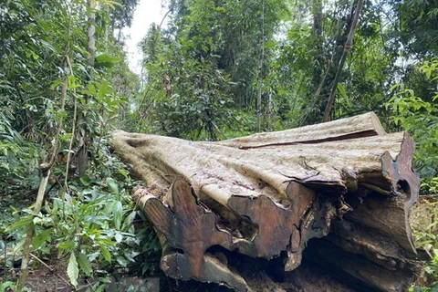 Thừa Thiên-Huế phát hiện hàng chục phách gỗ không rõ nguồn gốc
