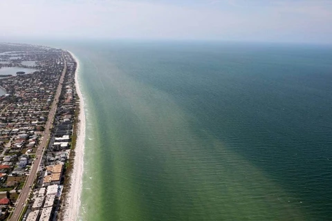Hơn 8.000km bờ biển bang Florida bị thủy triều đỏ tấn công