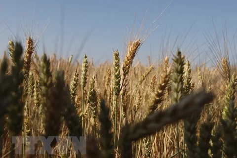 Nhiều nước gửi thư yêu cầu EU cấm nhập một số nông sản Ukraine
