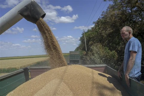 Giá lúa mỳ xuống thấp nhất 2 tuần sau khi gia hạn thỏa thuận ngũ cốc