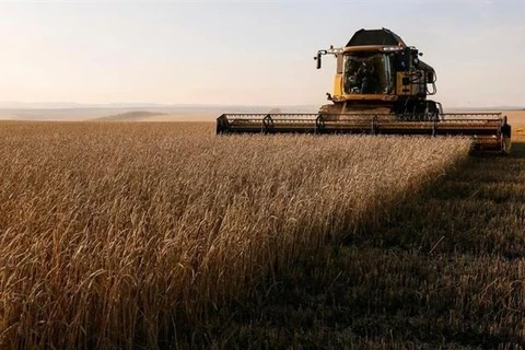 Nga: Xuất khẩu ngũ cốc có thể đạt tới 55 triệu tấn niên vụ 2023-2024