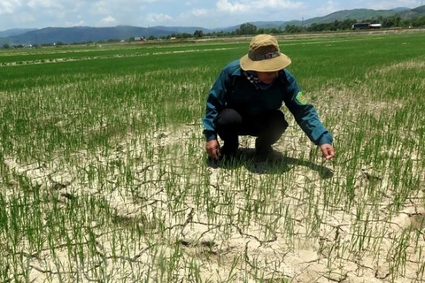Khoảng 2.000ha lúa tại tỉnh Thừa Thiên-Huế có nguy cơ bị hạn hán 