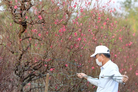 Tám làng hoa nổi tiếng bước vào mùa đẹp nhất trong năm