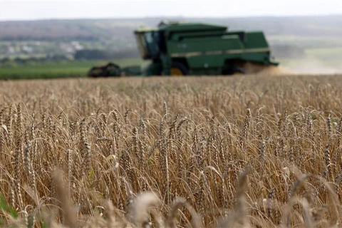 Latvia có thể bắt đầu xuất khẩu ngũ cốc Ukraine vào mùa Thu