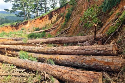 Chưa xác định nghi phạm vụ chặt phá gần 1ha rừng tự nhiên ở Quảng Trị