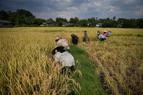 Doanh nghiệp Thái Lan kêu gọi chính phủ kiềm chế can thiệp vào giá gạo
