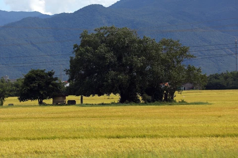 Đến Phú Yên ngắm màu vàng óng ả của cánh đồng lúa bát ngát