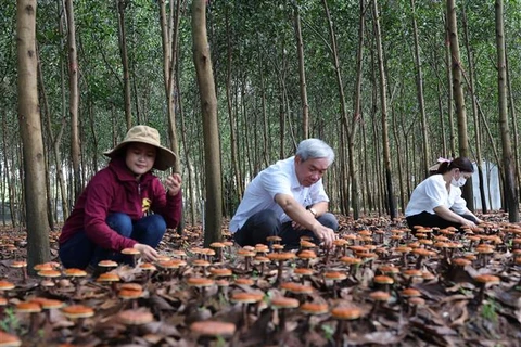 Đắk Lắk: Hiệu quả của mô hình trồng nấm Linh chi đỏ dưới tán rừng 