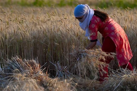 FAO kêu gọi tăng an ninh và tính bền vững của hệ thống lương thực