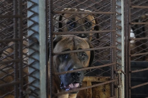 Các chính đảng Hàn Quốc thúc đẩy luật cấm ăn thịt chó