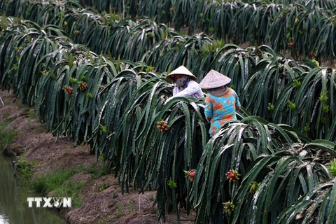 Người dân huyện Châu Thành A, Hậu Giang, chuyển đổi vườn tạp sang trồng cây ăn trái có giá trị cao. (Ảnh: Duy Khương/TTXVN)