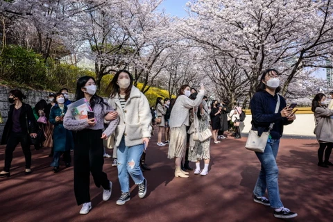 Ngắm hoa anh đào nở rộ tại Seoul, Hàn Quốc. (Ảnh: AFP/TTXVN)