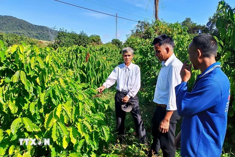 Già làng A Hùng hướng dẫn người dân tộc thiểu số cách trồng và chăm sóc cây cà phê. (Ảnh: Khoa Chương/TTXVN)