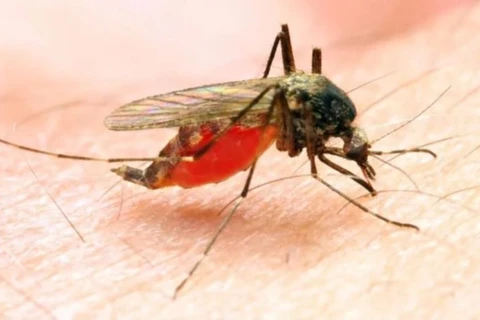 Bước đột phá trong nghiên cứu phương pháp điều trị bệnh sốt rét