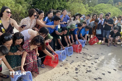 Các đoàn du khách rất thích thú khi tự tay mình thả rùa con về biển Vườn Quốc gia Côn Đảo. (Ảnh: TTXVN)