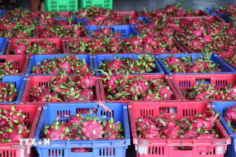 Thanh long Tiền Giang đã được cấp 125 mã vùng trồng cấp xuất sang thị trường nước ngoài. (Ảnh: Hữu Chí/TTXVN)