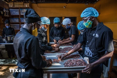 Phân loại hạt cacao tại một xưởng sản xuất chocolate ở Petionville, Haiti. (Ảnh: AFP/TTXVN)