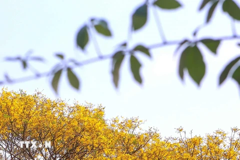 Vẻ đẹp quyến rũ của hoa Lim xẹt trên bán đảo Sơn Trà