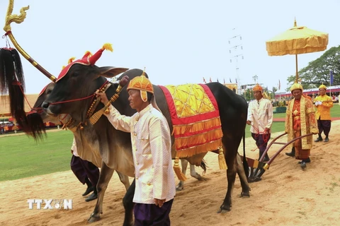 Ông Vei Samnang, Tỉnh trưởng tỉnh Kampong Speu giữ vai trò “Sdech Meak”, cùng đoàn tùy tùng thực hiện nghi thức cày ruộng mang tính biểu tượng tại Lễ hội Tịch điền năm 2024. Ảnh: Hoàng Minh/TTXVN)