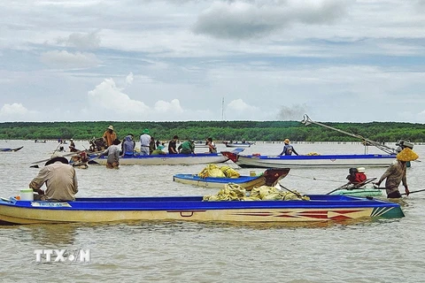 Người dân dùng máy hút cát để khai thác nghêu giống làm ảnh hưởng đến nguồn lợi thuỷ sản và có nguy cơ làm mất an ninh trật tự của địa phương. (Ảnh: TTXVN phát)