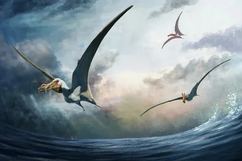 Các nhà khoa học phát hiện hóa thạch của một loài bò sát bay khổng lồ trong thời kỳ khủng long. (Nguồn: discoverwildlife)