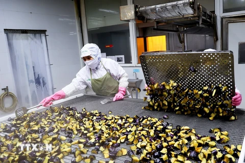 Công nhân làm sản phẩm cà tím chế biến xuất khẩu tại Công ty Phát triển kinh tế Duyên Hải - COFIDEC, huyện Bình Chánh, Thành phố Hồ Chí Minh. (Ảnh: Hồng Đạt/TTXVN)