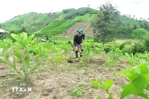 (Ảnh minh họa. Nguyên Dung/TTXVN)