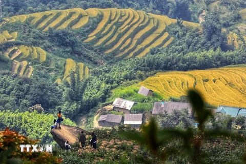 Thời điểm để ngắm mùa lúa chín Y Tý là vào hai tuần đầu tháng 9. (Ảnh: Thành Đạt/TTXVN)