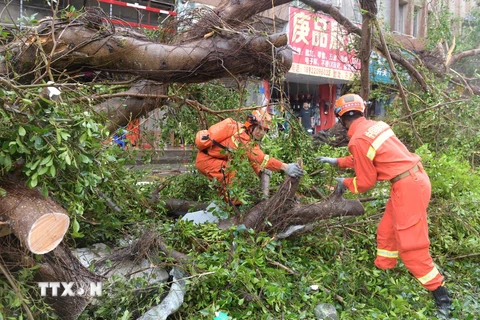 Lực lượng chức năng dọn cây bị gãy đổ do siêu bão Yagi ở huyện Từ Văn, Trạm Giang, tỉnh Quảng Đông (Trung Quốc) ngày 7/9. (Ảnh: THX/TTXVN)