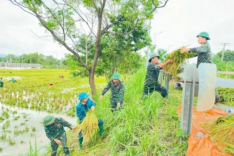 (Ảnh minh họa. Hoàng Hùng/TXVN)