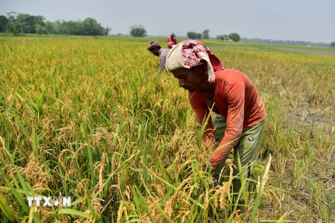 Nông dân thu hoạch lúa trên cánh đồng tại Nagaon, bang Assam, Ấn Độ. (Ảnh: THX/TTXVN)