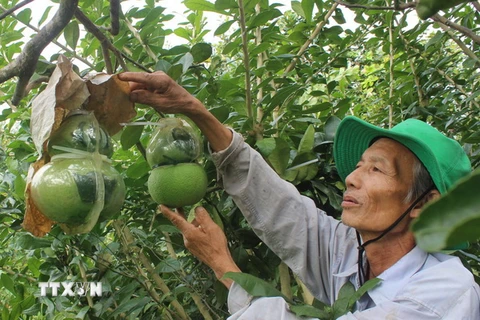 [Photo] Nông dân kiếm tiền tỷ nhờ tạo hình trên trái cây tết