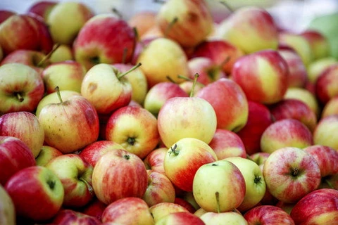 Lo ngại khuẩn, Sri Lanka ra lệnh cấm nhập khẩu táo từ Mỹ 