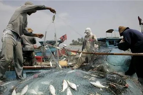FAO: Chính sách phát triển các nước làm ảnh hưởng tới nghề cá