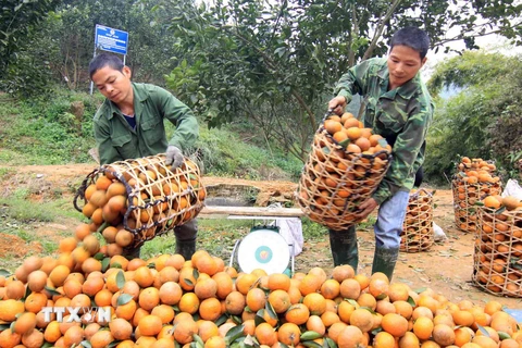 [Photo] Tuyên Quang: Nông dân huyện Hàm Yên làm giàu từ cây cam sành