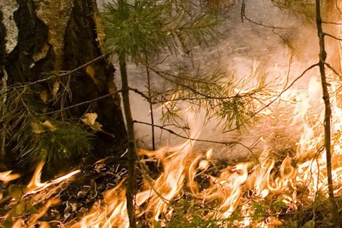 Cháy rừng lan rộng nghiêm trọng tại nhiều khu vực của Siberia