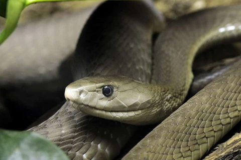 [Photo] 14 sự thật không thể ngờ về thế giới của loài rắn